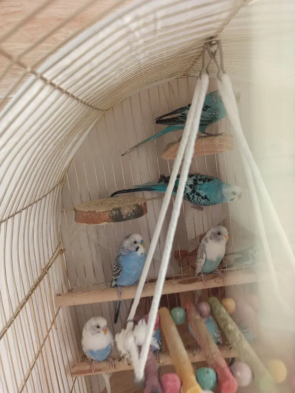 پرنده|پرنده|سردشت, |دیوار