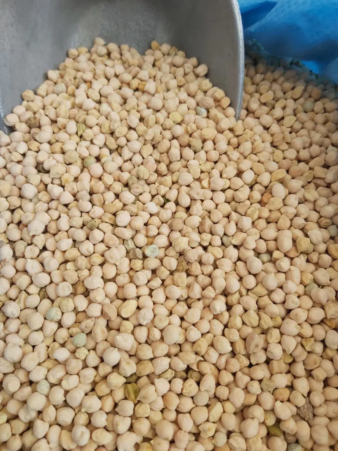 نخود محلی و بادام سنگی دزکرد اقلید کشمش پلو|خوردنی و آشامیدنی|شیراز, کوشک میدان|دیوار