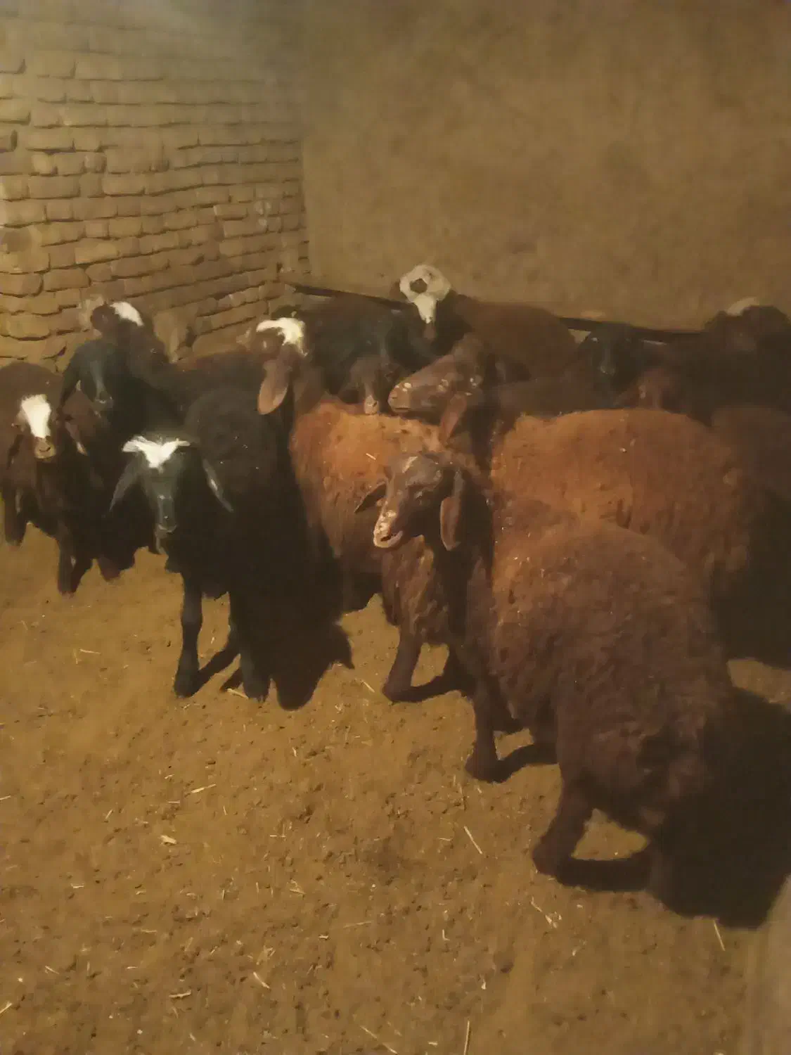 بره|حیوانات مزرعه|زالیان, |دیوار