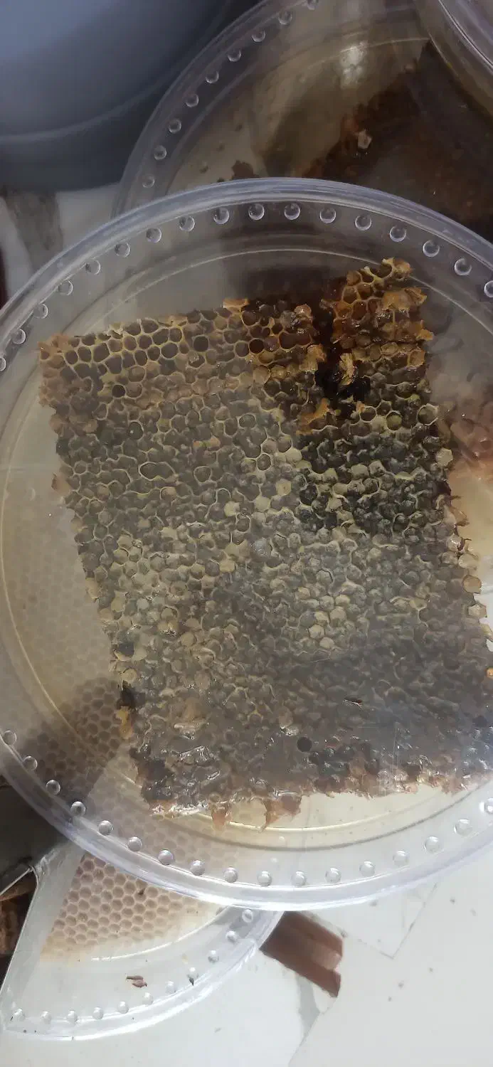 فروش عسل طبیعی کردستان، ژل رویال معجون تقویت جنسی|خوردنی و آشامیدنی|کلاله, |دیوار