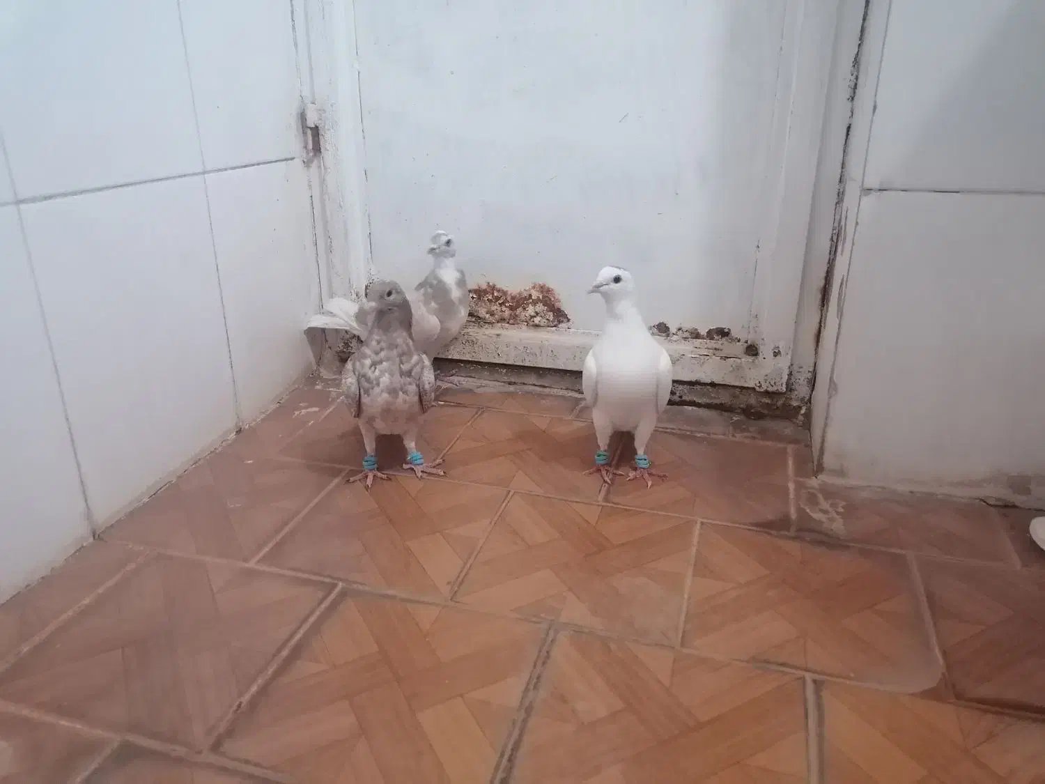 کبوتر|پرنده|رشتخوار, |دیوار