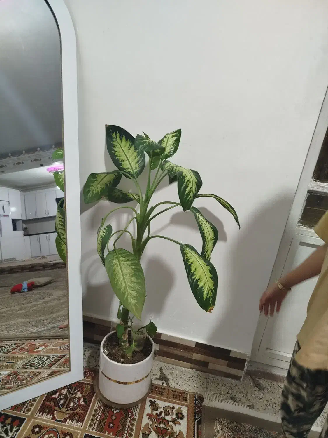 گل دیفن|گل و گیاه طبیعی|خرم‌آباد, |دیوار