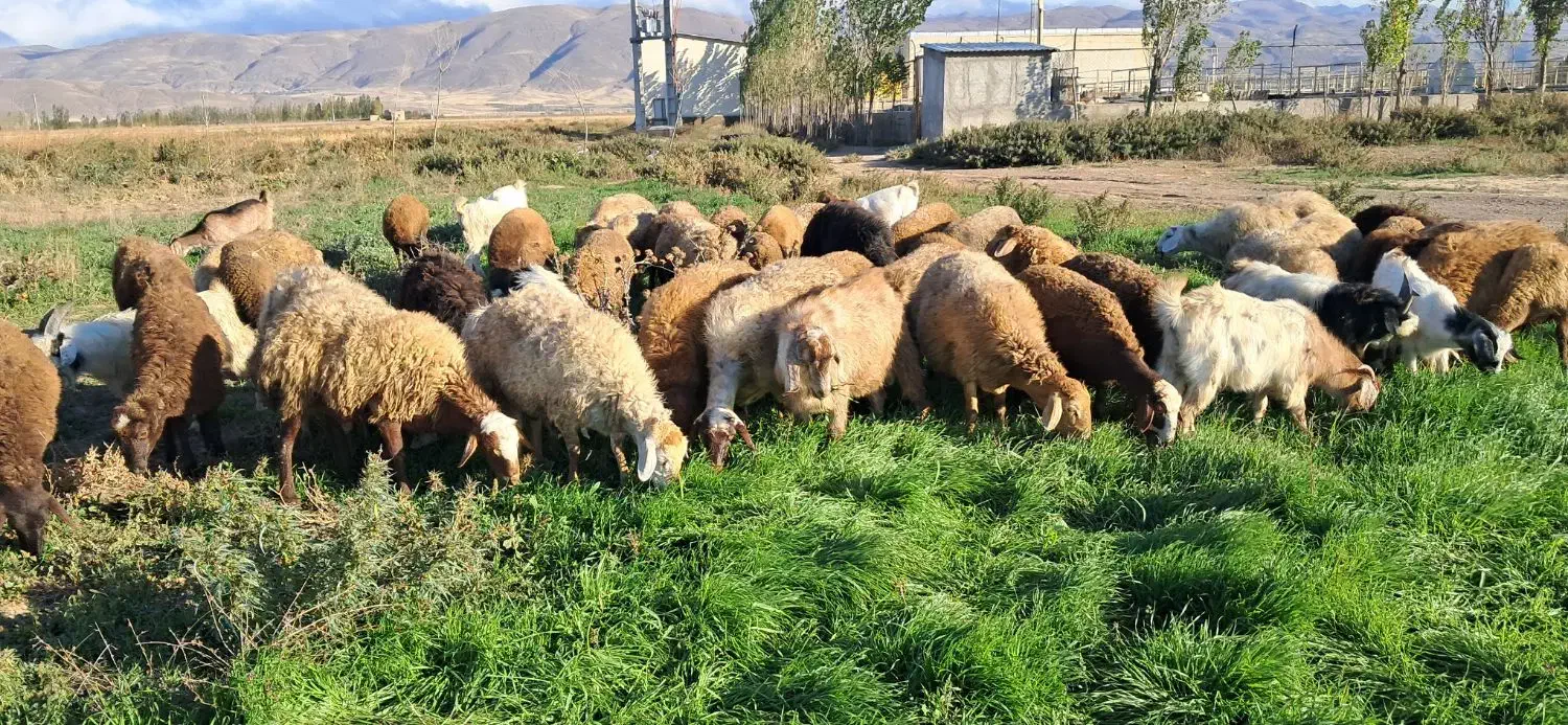 گوسفند بره دار جوان|حیوانات مزرعه|هیر, |دیوار