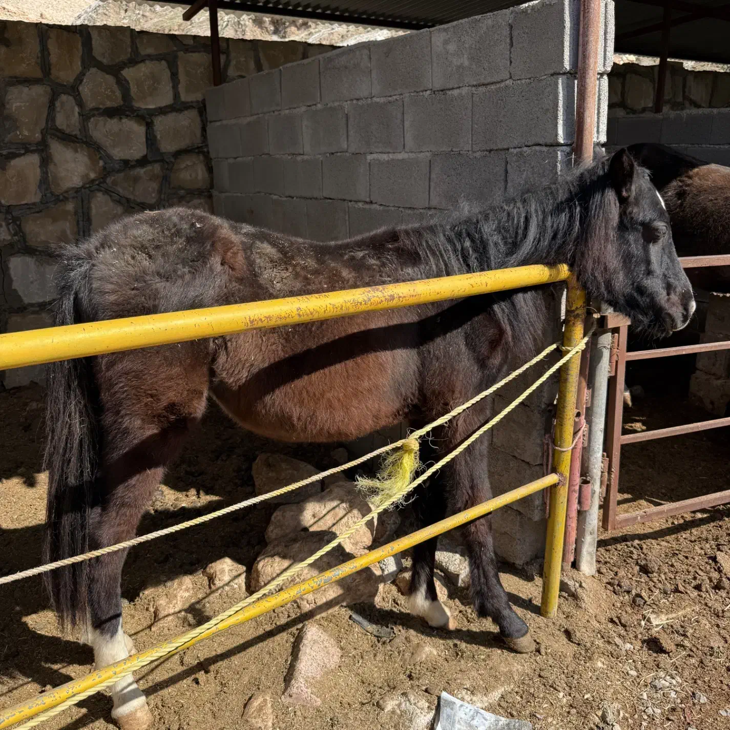 اسب|اسب و تجهیزات اسب‌سواری|دوگنبدان, |دیوار