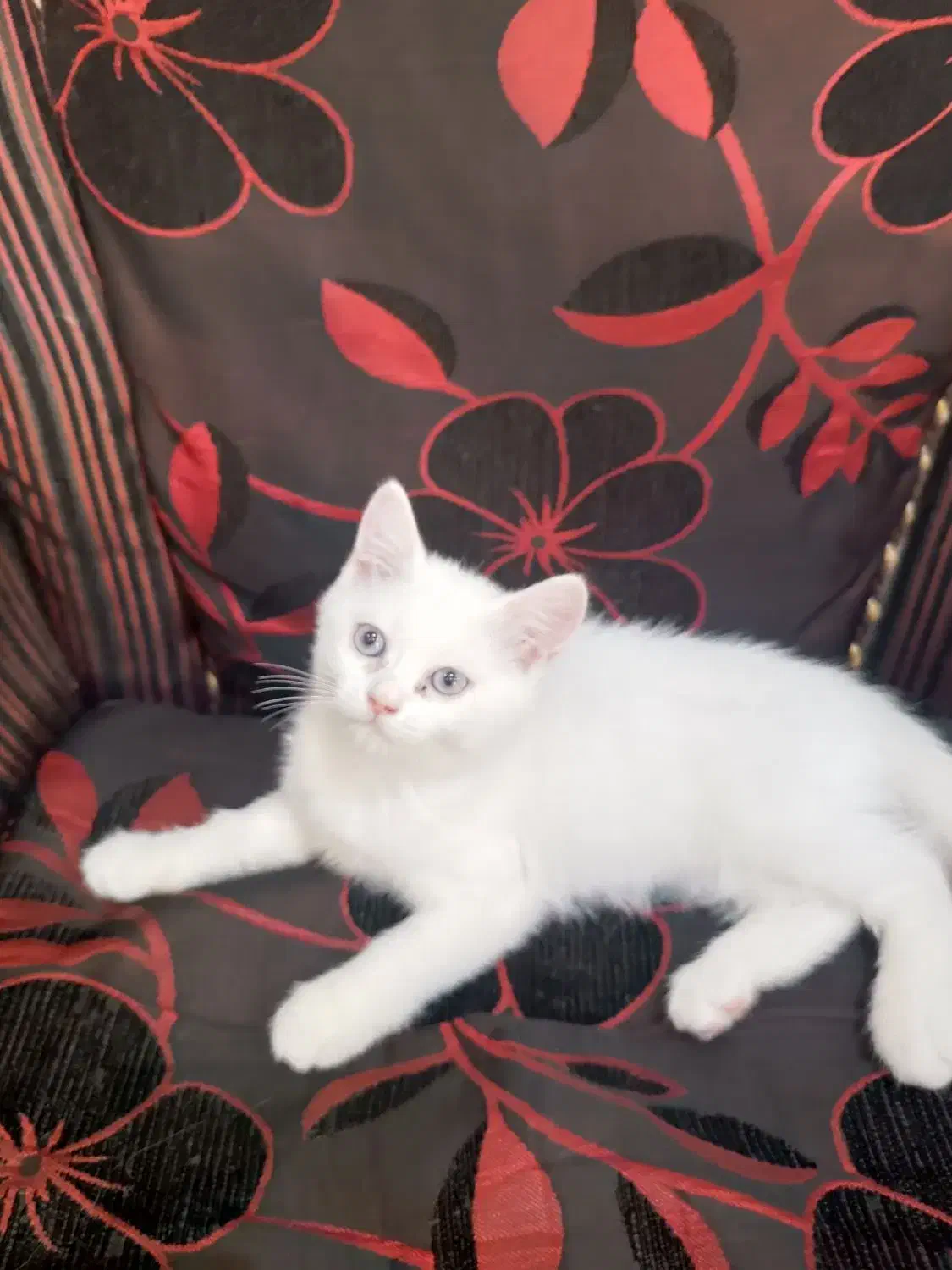 واگذاری گربه نژاد|گربه|رفسنجان, |دیوار