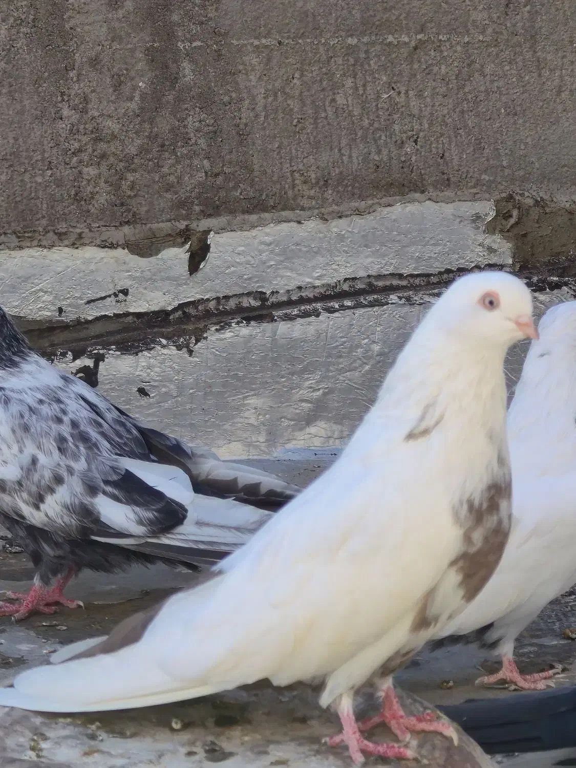 کبوتر دمبی|پرنده|میانه, |دیوار