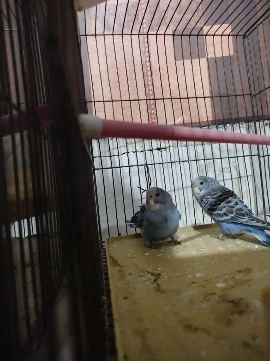 مرغ عشق|پرنده|شاهرود, |دیوار