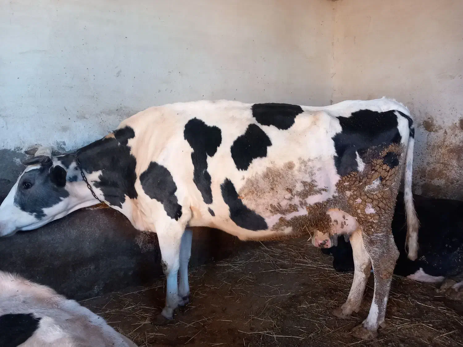 گاو شیری هلشتاین|حیوانات مزرعه|ویلکیج, |دیوار