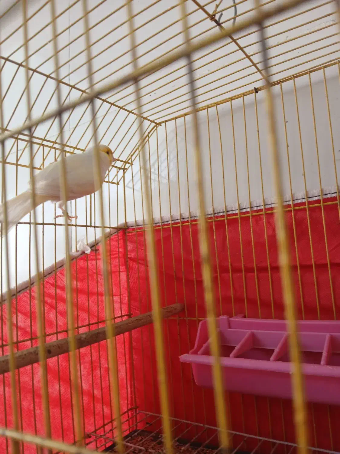 قناری نرمست شرط|پرنده|بندر ماهشهر, |دیوار