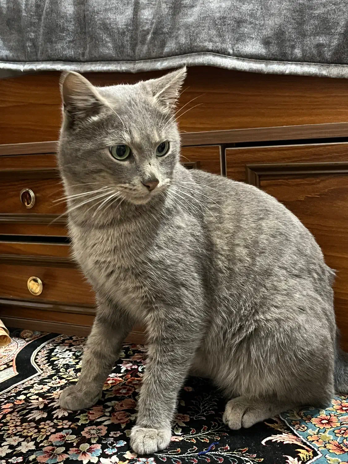 گربه پیدا شده|حیوانات|رشت, آزادگان|دیوار