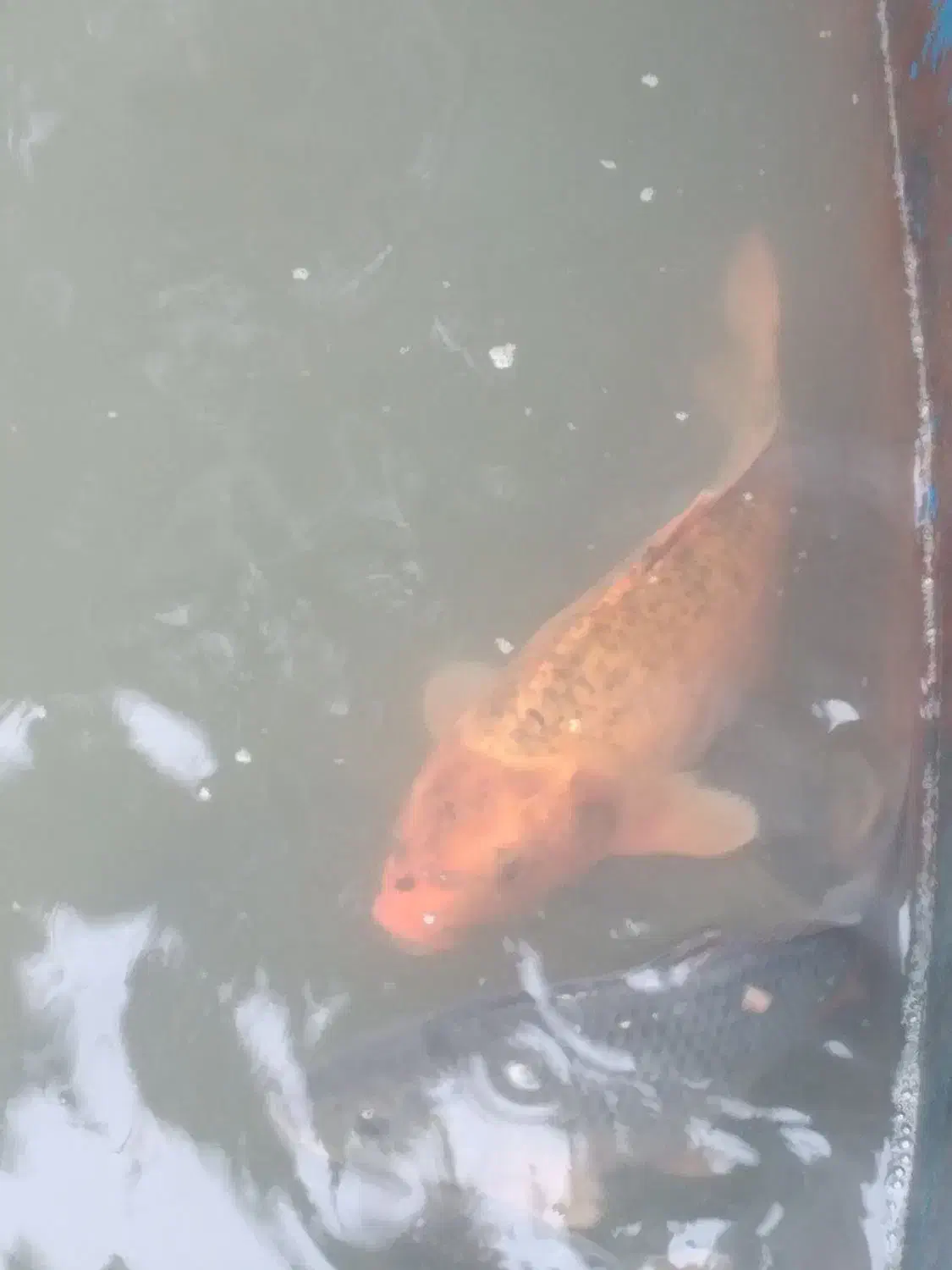 ماهی کوی|ماهی|صومعهسرا, |دیوار