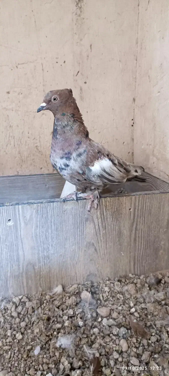 ۲ کفتر ماده|پرنده|شیراز, نصرآباد|دیوار