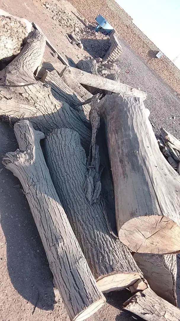 فروش چوب گردو خشک و بدون پوسیدگی|عمده‌فروشی|مهریز, |دیوار