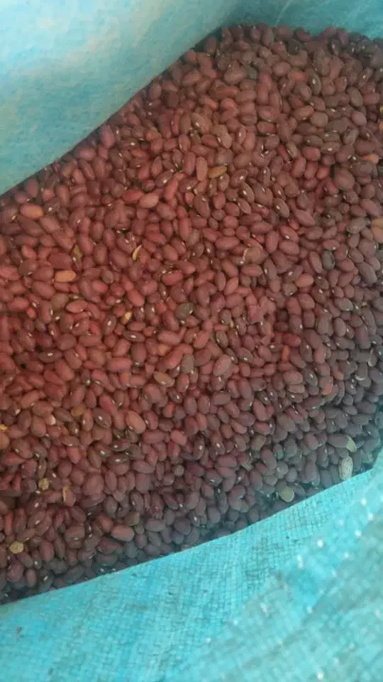 لوبیا قرمز تازه|خوردنی و آشامیدنی|تهران, سردارجنگل|دیوار