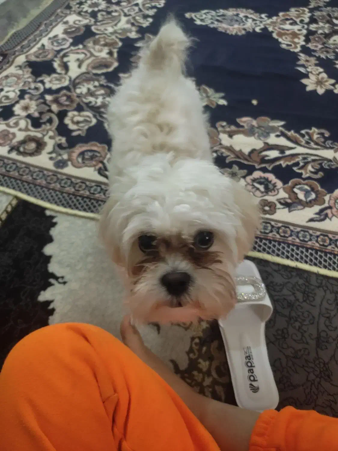 واگذاری|سگ|مشهد, یاس|دیوار