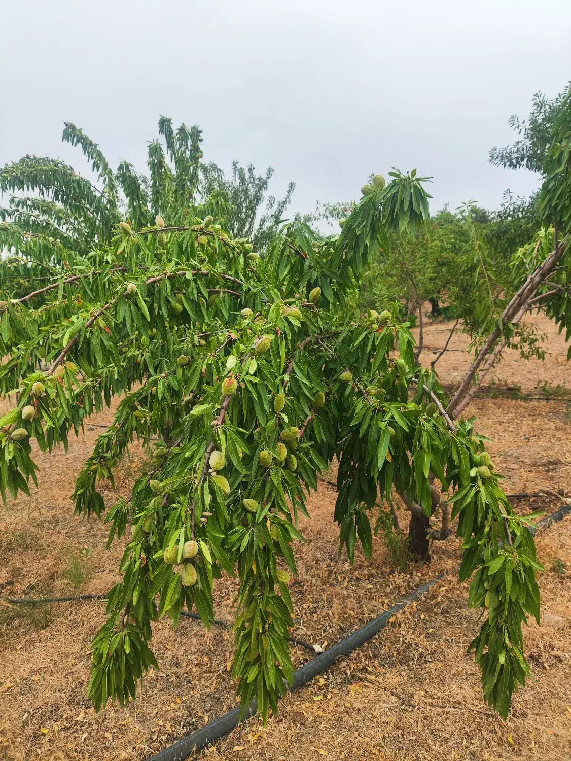 باغ 950متری اجیلی|فروش دفتر صنعتی، کشاورزی، تجاری|خمینی‌شهر, |دیوار