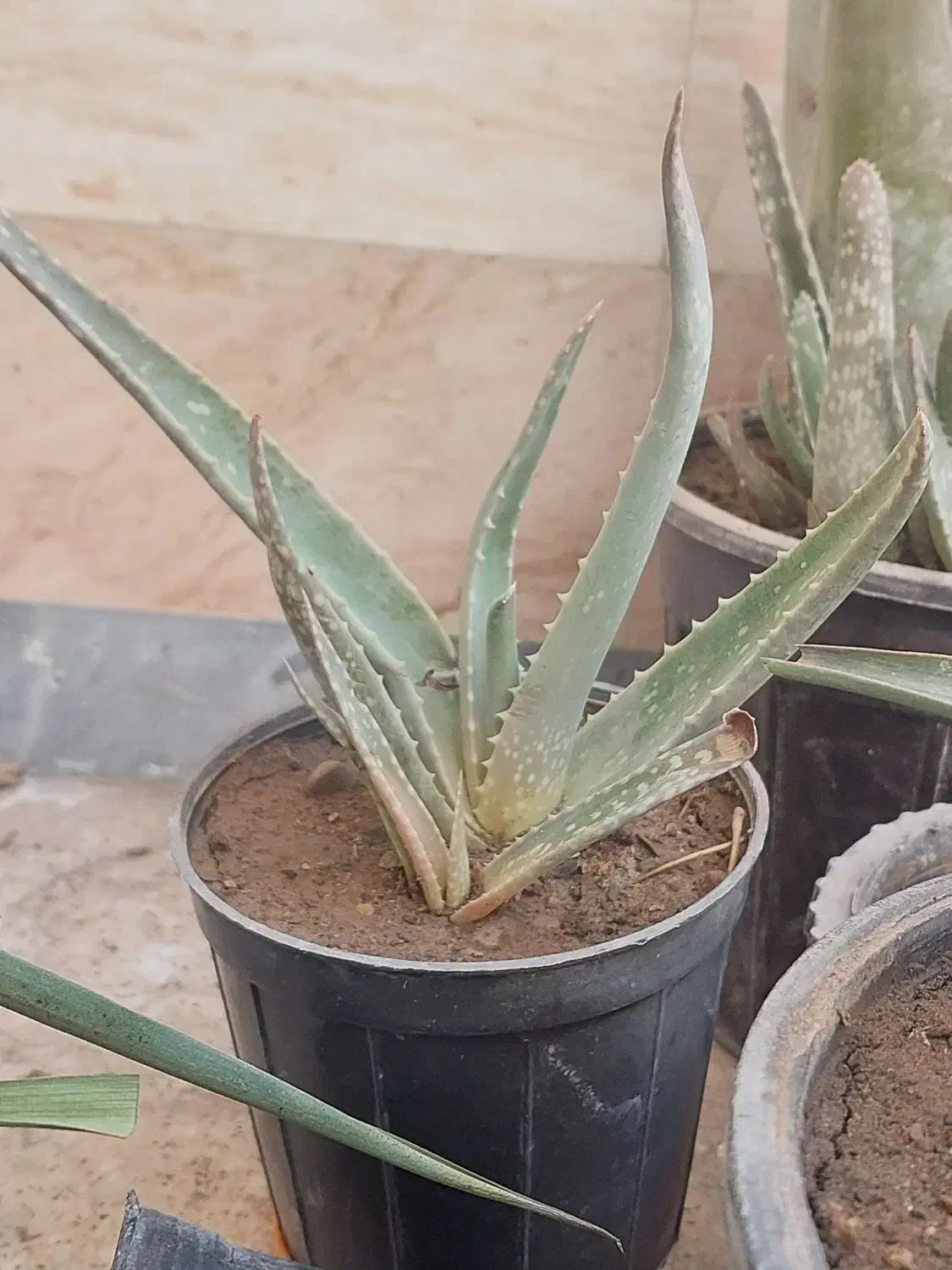 گل و گیاه|گل و گیاه طبیعی|قم, شهرک امام حسن|دیوار