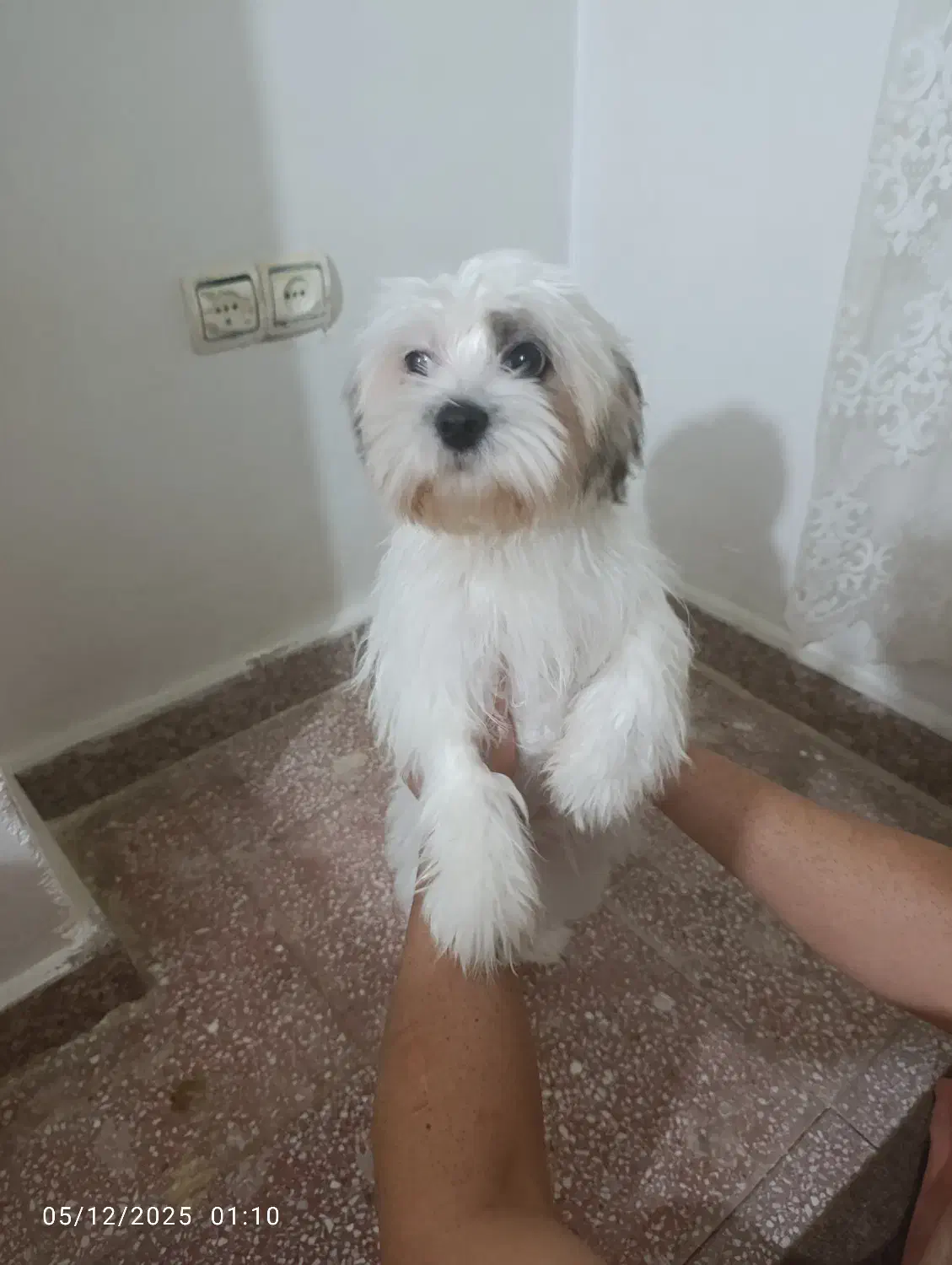 واگذاری یک قلاده سگ شیتزو کراس  ماده شش ماهه|سگ|قرچک, شهرک الحدید|دیوار