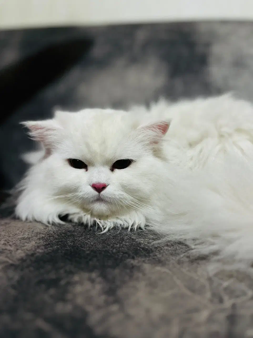 دوعدد گربه نر عقیم شده|گربه|اراک, |دیوار