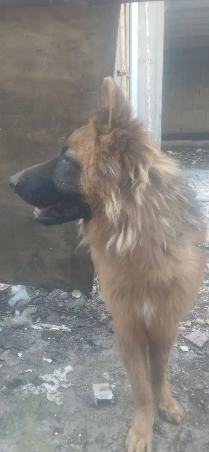 سگ ژرمن شپرد نر|سگ|رشت, کوی امام رضا|دیوار