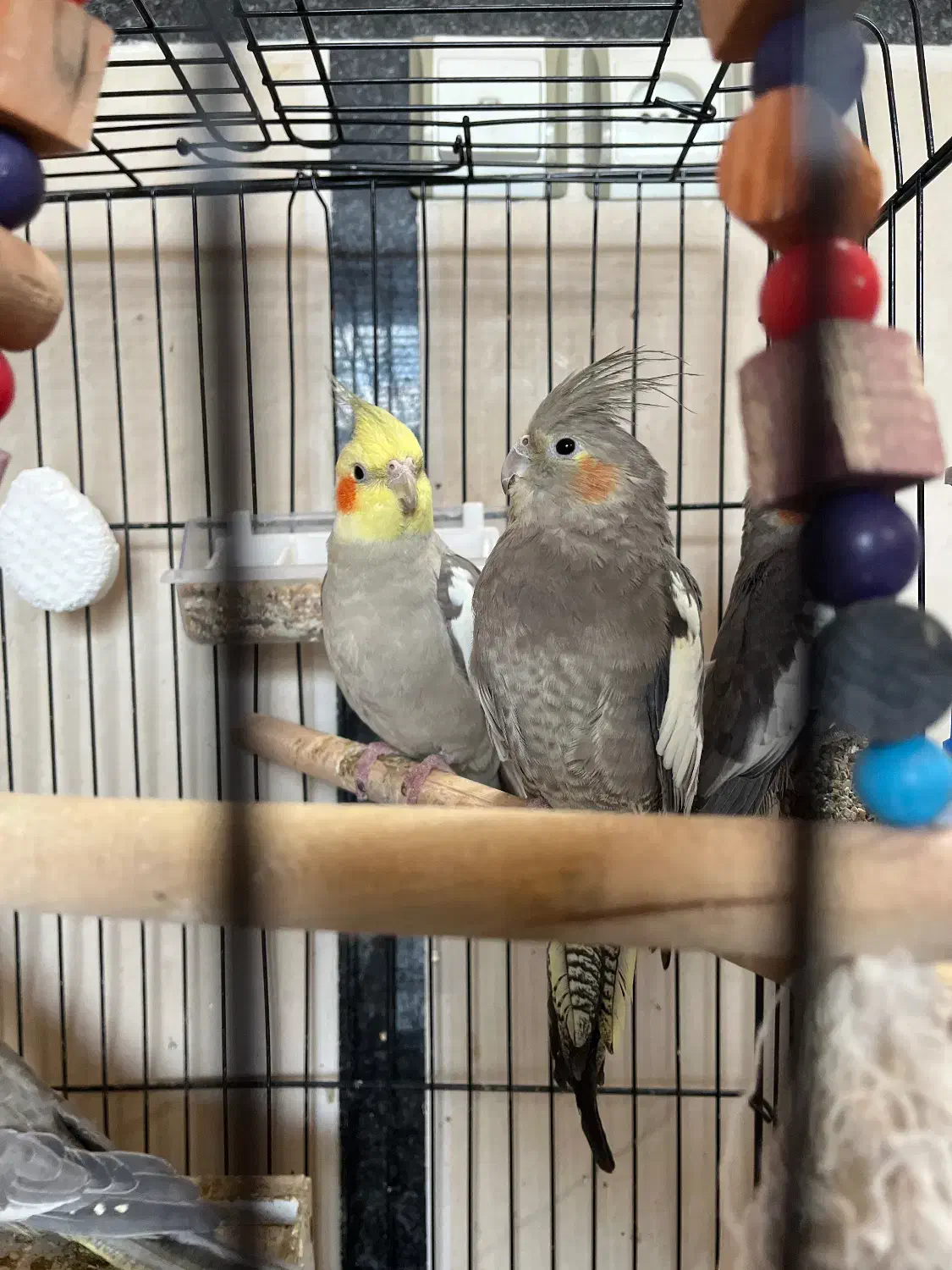 طوطی عروس مولد|پرنده|قائم‌شهر, |دیوار