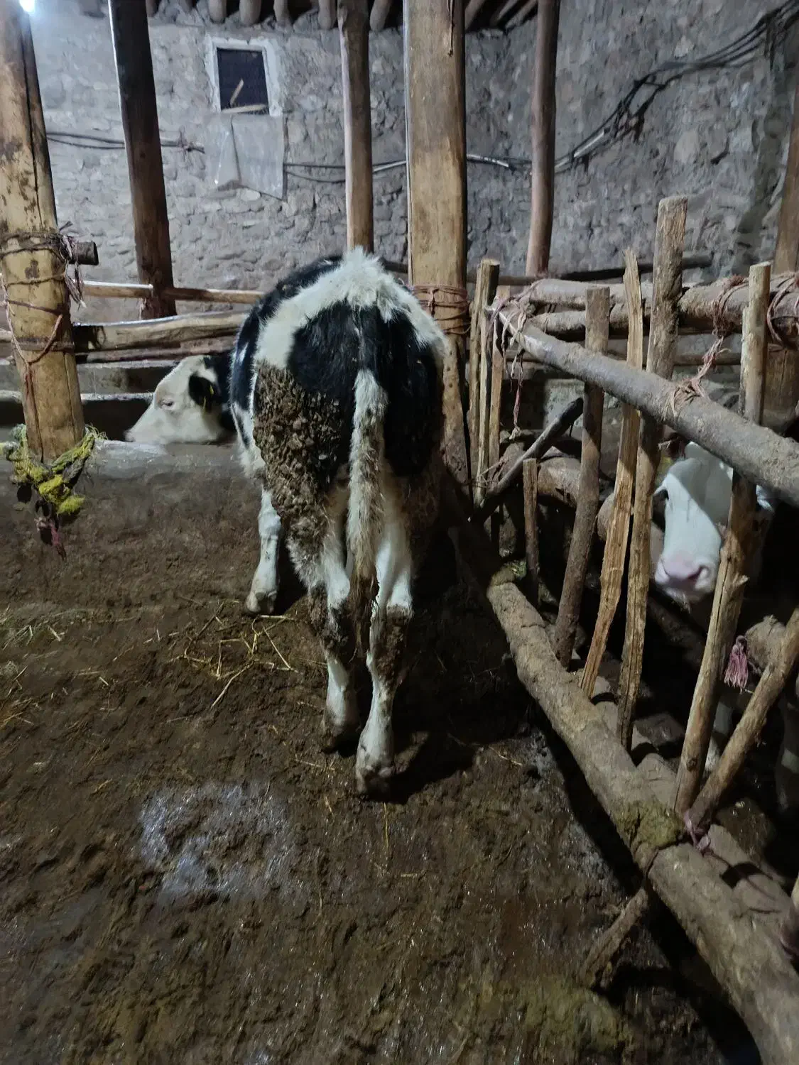 گوساله نر سیمنتال|حیوانات مزرعه|میانه, |دیوار