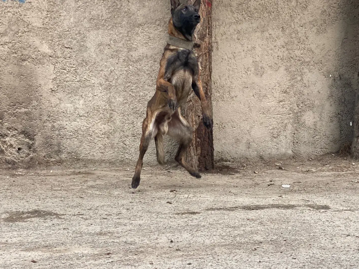 مالینیوز سگ پلیس|سگ|شاهدشهر, |دیوار