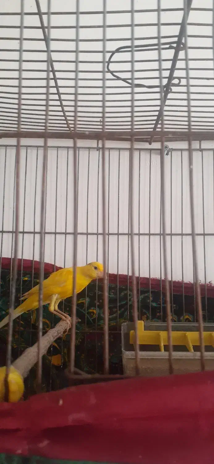 قناری|پرنده|قزوین, |دیوار