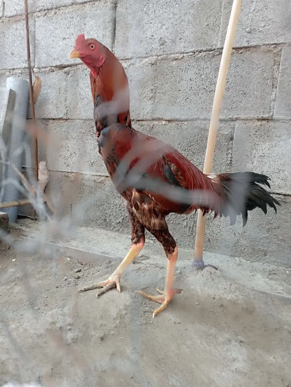 خروس|حیوانات مزرعه|میناب, |دیوار