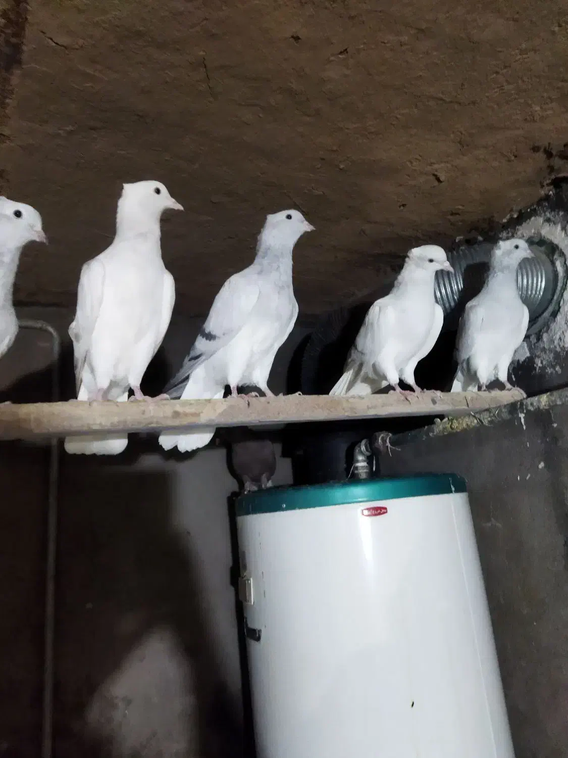 کفتر|پرنده|نیشابور, مازول|دیوار