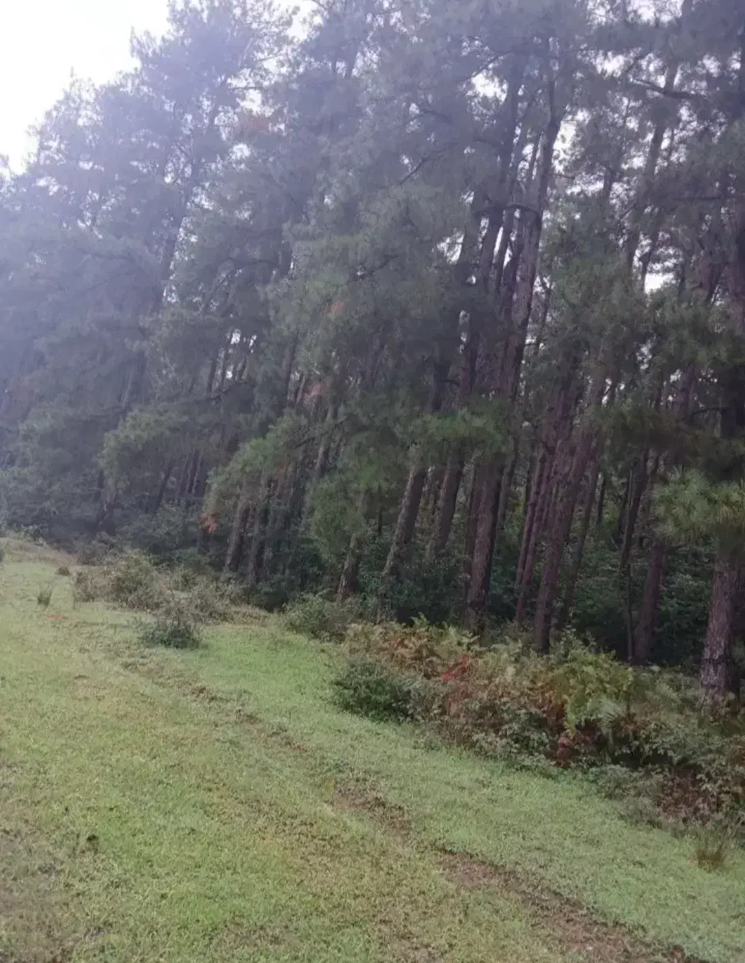 زمین مسکونی۳۵۰متری سنگرسراوان سیاهکل قاضیان کچا|فروش زمین و ملک کلنگی|رشت, بلوار گیلان|دیوار