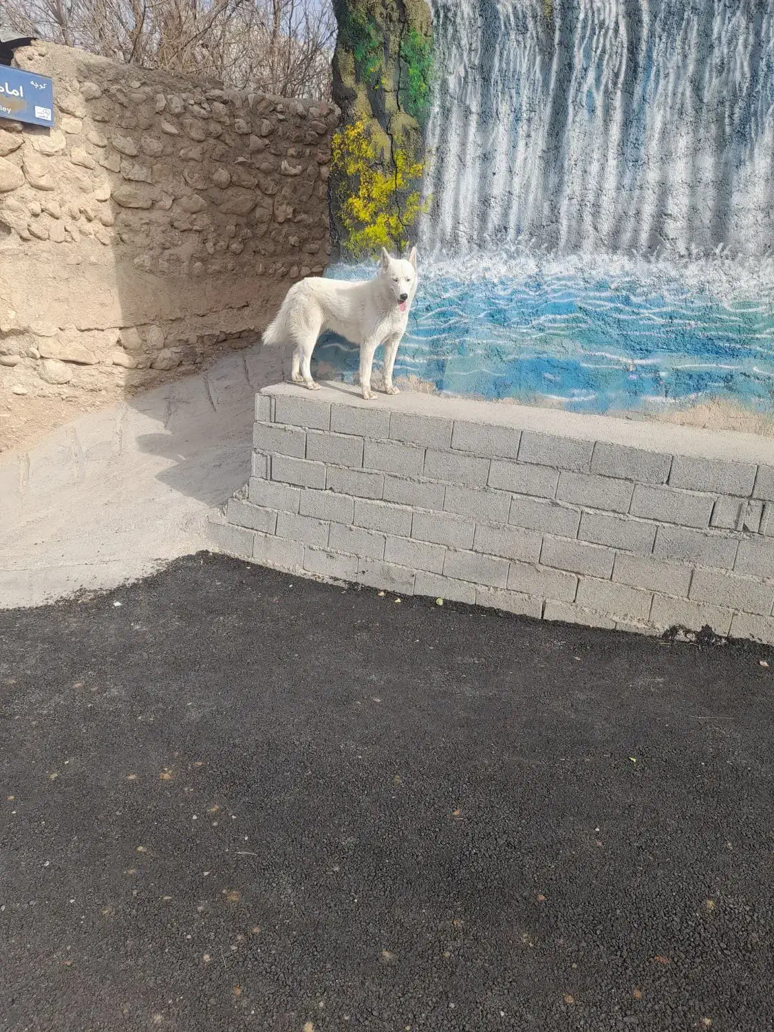 فروش.یک.قلادسک.|سگ|فیروزکوه, |دیوار