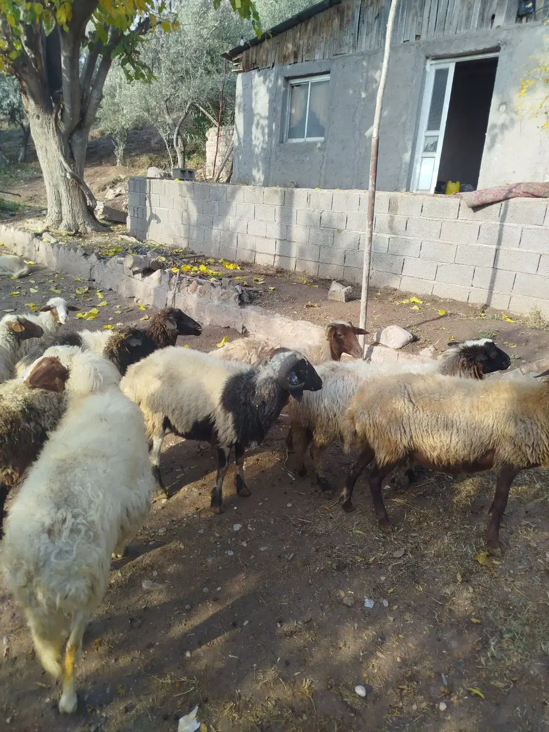 7 راس میش ابس|حیوانات مزرعه|لوشان, |دیوار