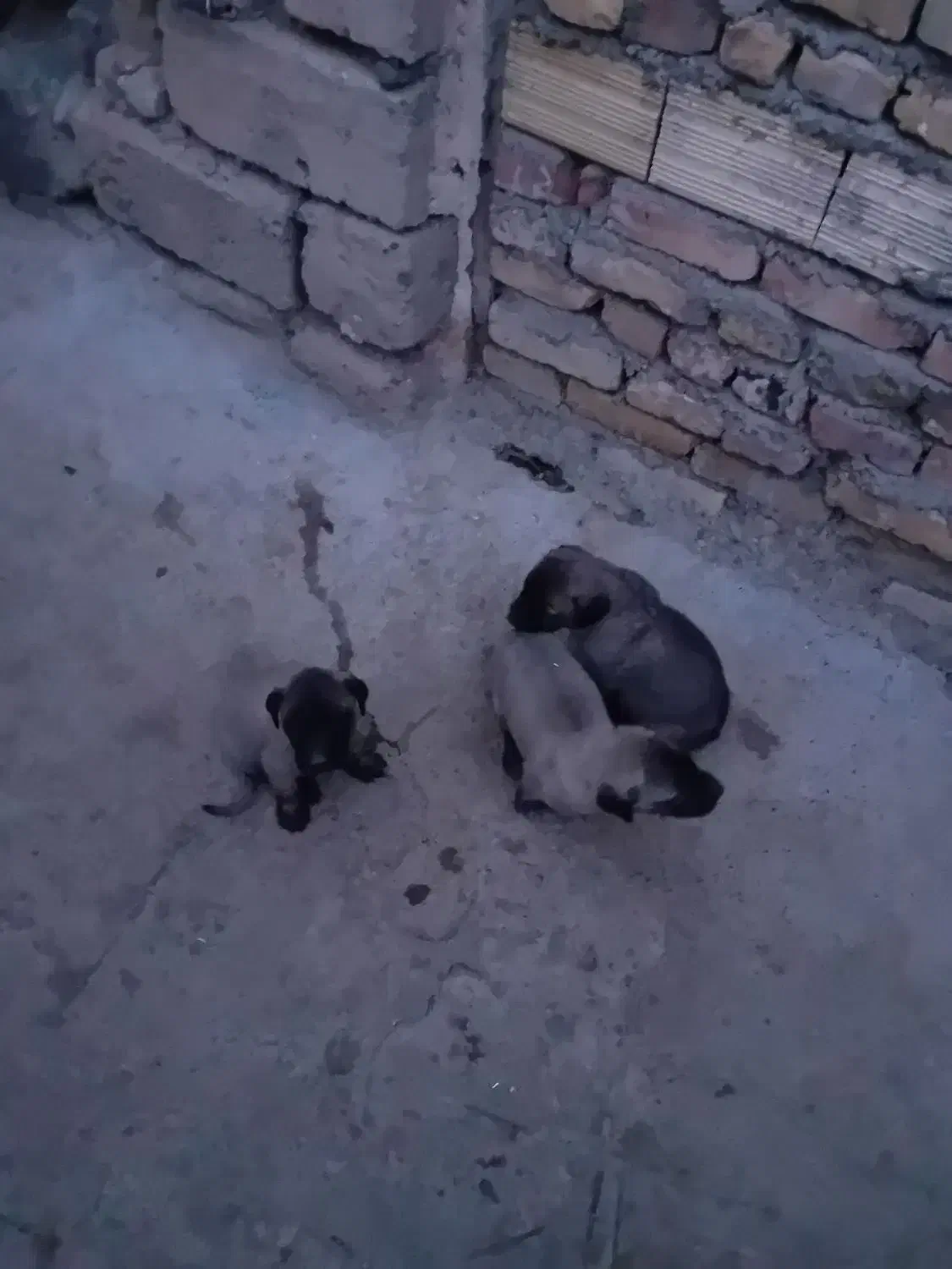 فروشی|سگ|اهر, |دیوار