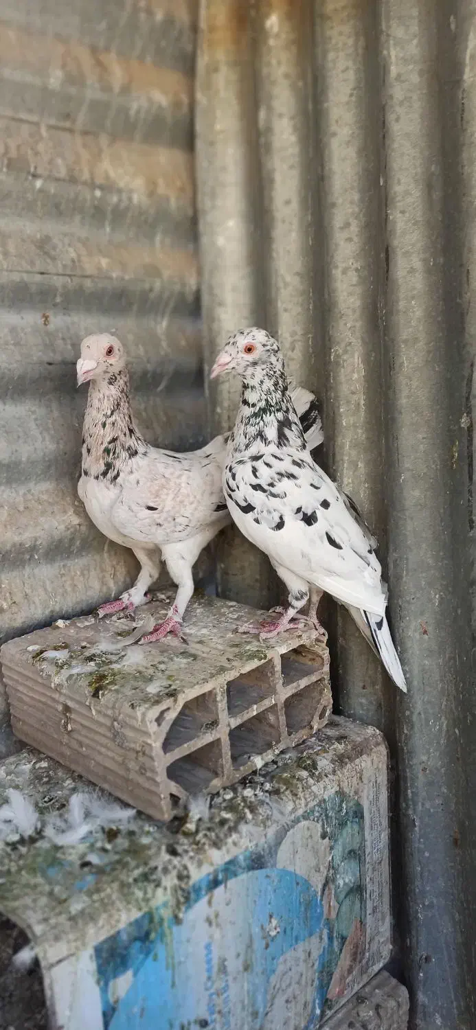 کفترجفتگاه و المانی|پرنده|مشهد, سرافرازان|دیوار