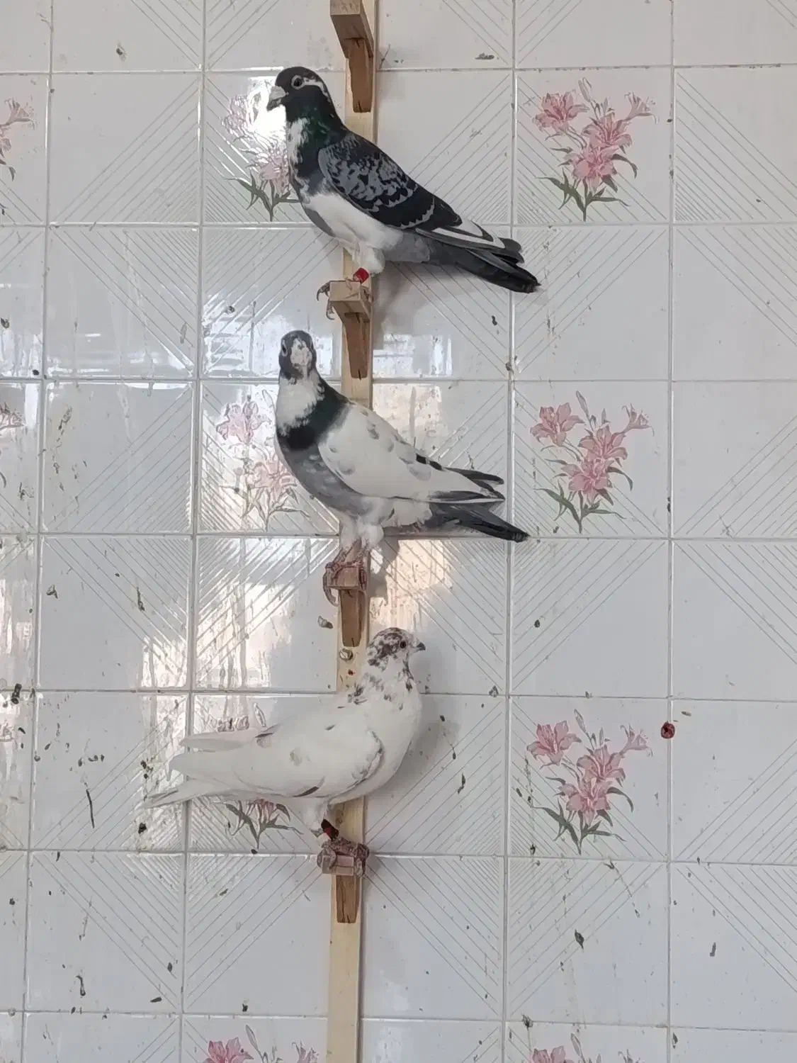 کبوتر|پرنده|شیراز, کوزه گری|دیوار