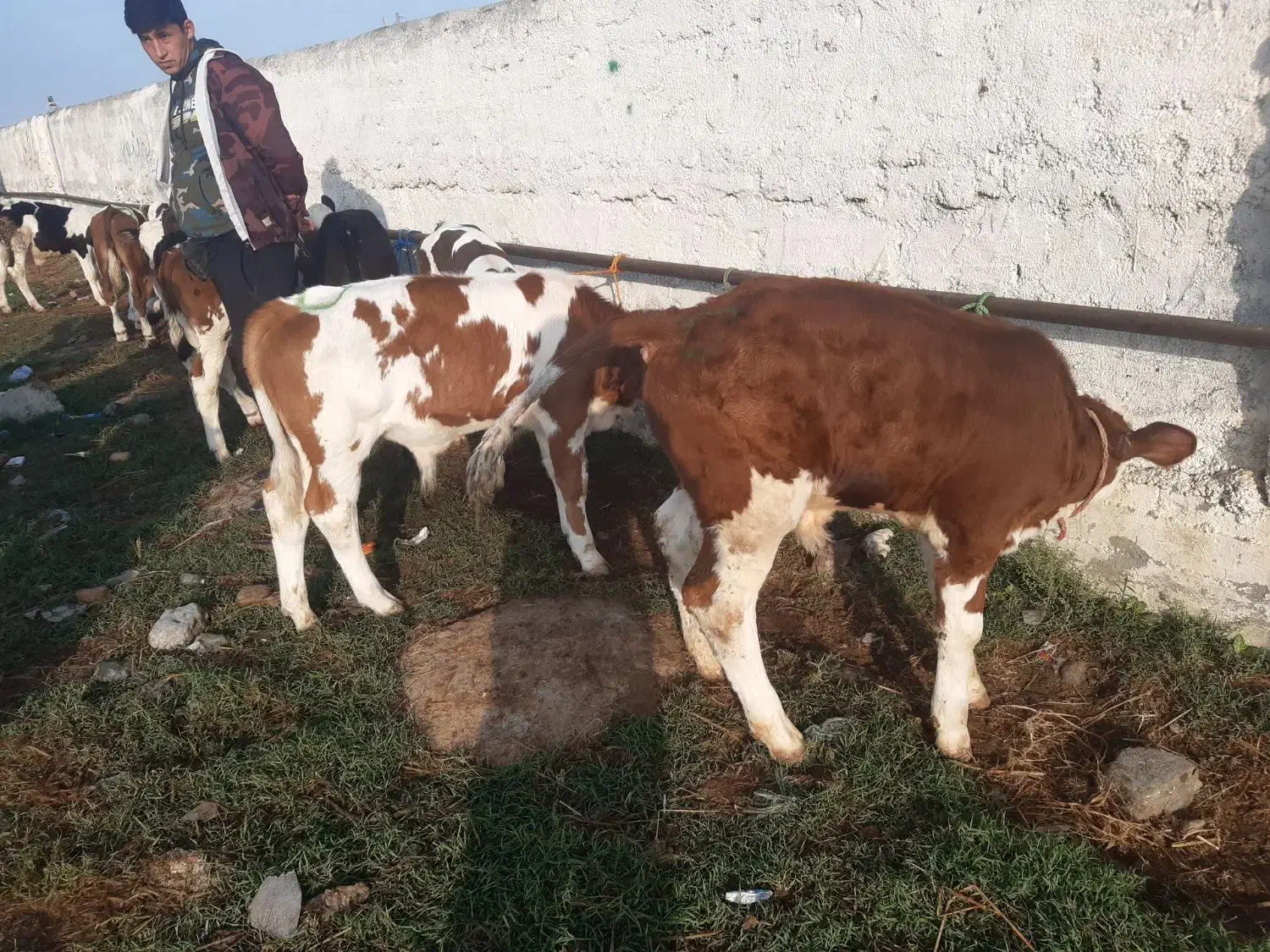 گوساله درجه یک موجود|حیوانات مزرعه|سیجوال, |دیوار