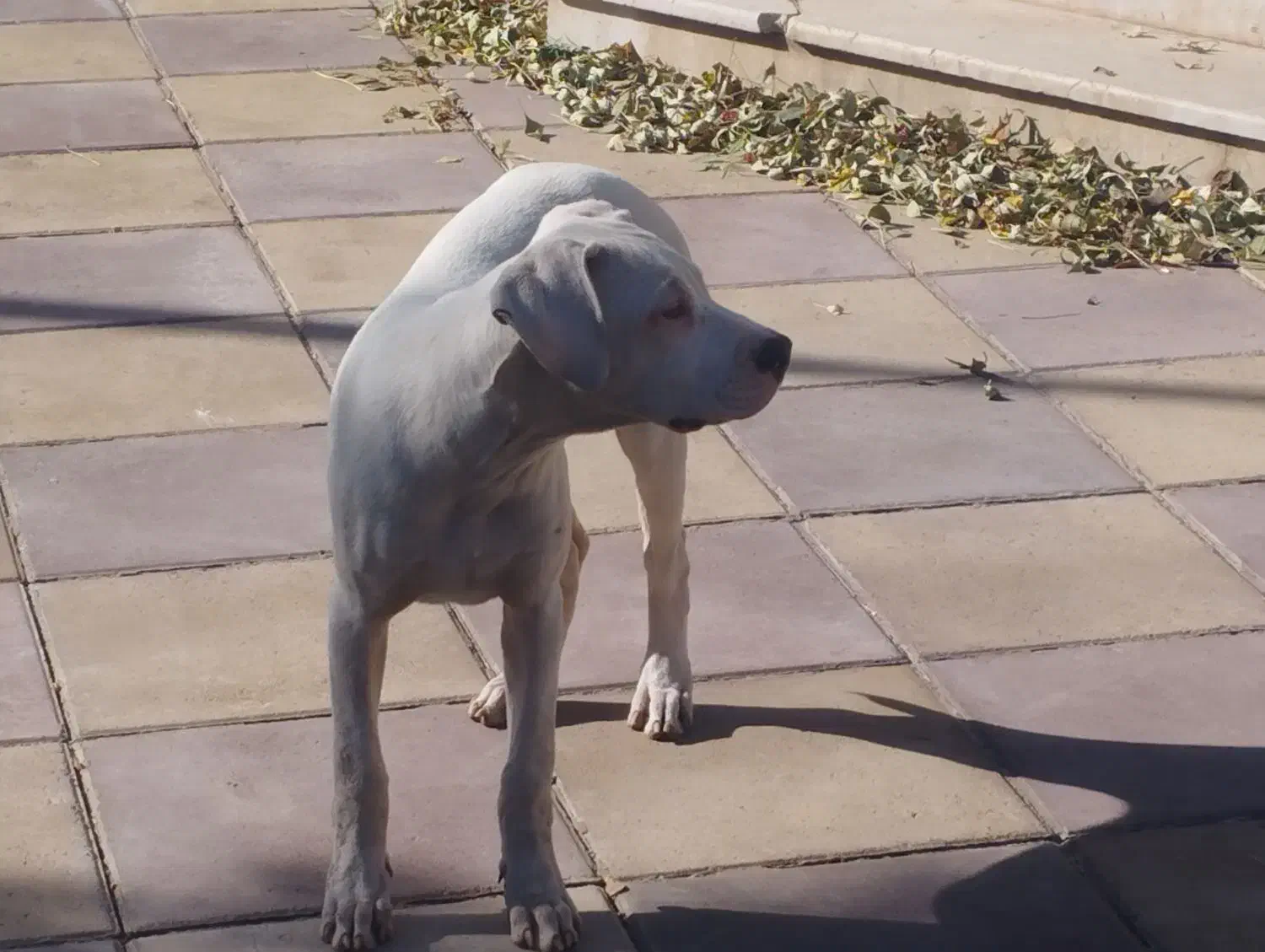 توله سگ داگو ارژانتینو|سگ|صفادشت, |دیوار