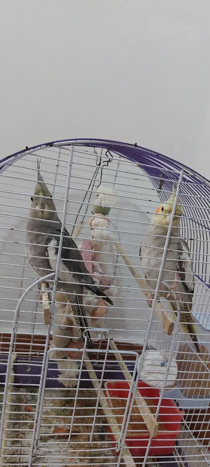 عروس هلندی|پرنده|نوشهر, |دیوار