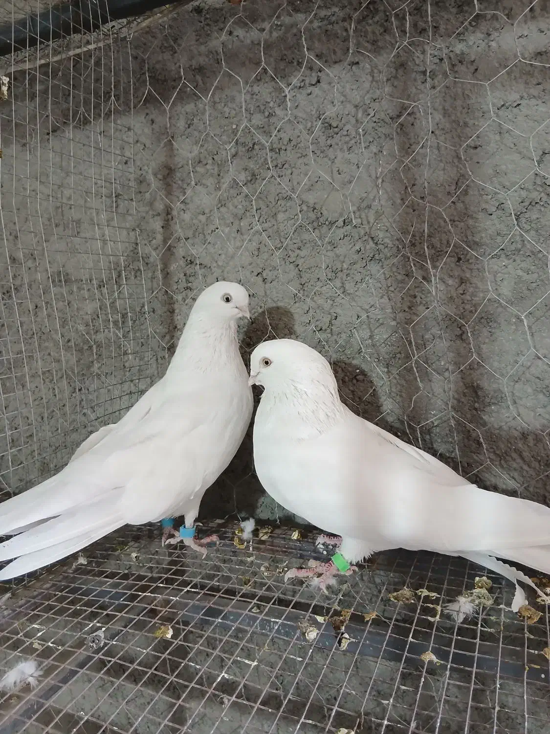 کفتر کبوتر سفید چشم نوک سفید سینه ای|پرنده|خمینی‌شهر, |دیوار