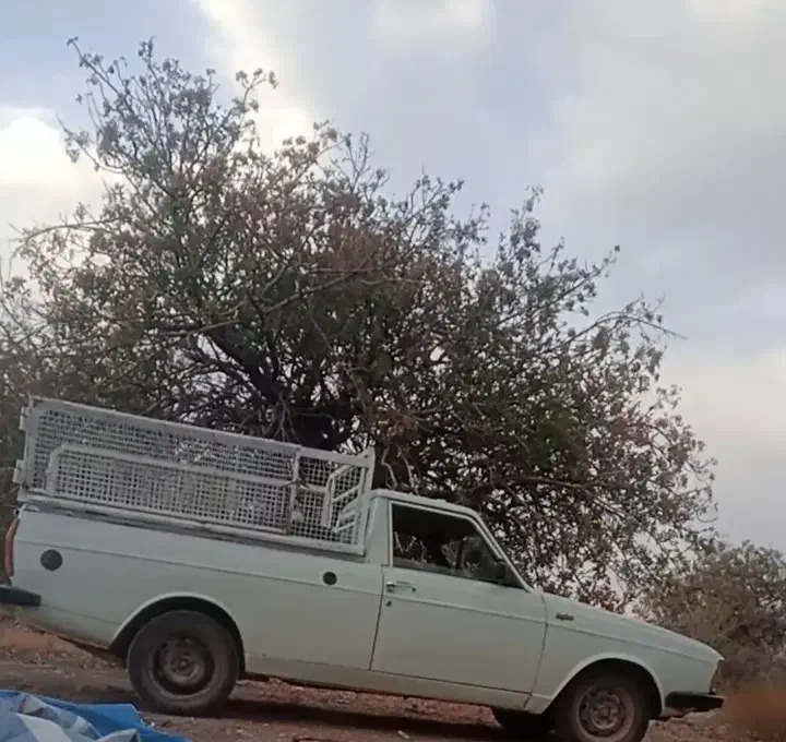 پیکان وانت|خودرو سواری و وانت|خبر, |دیوار