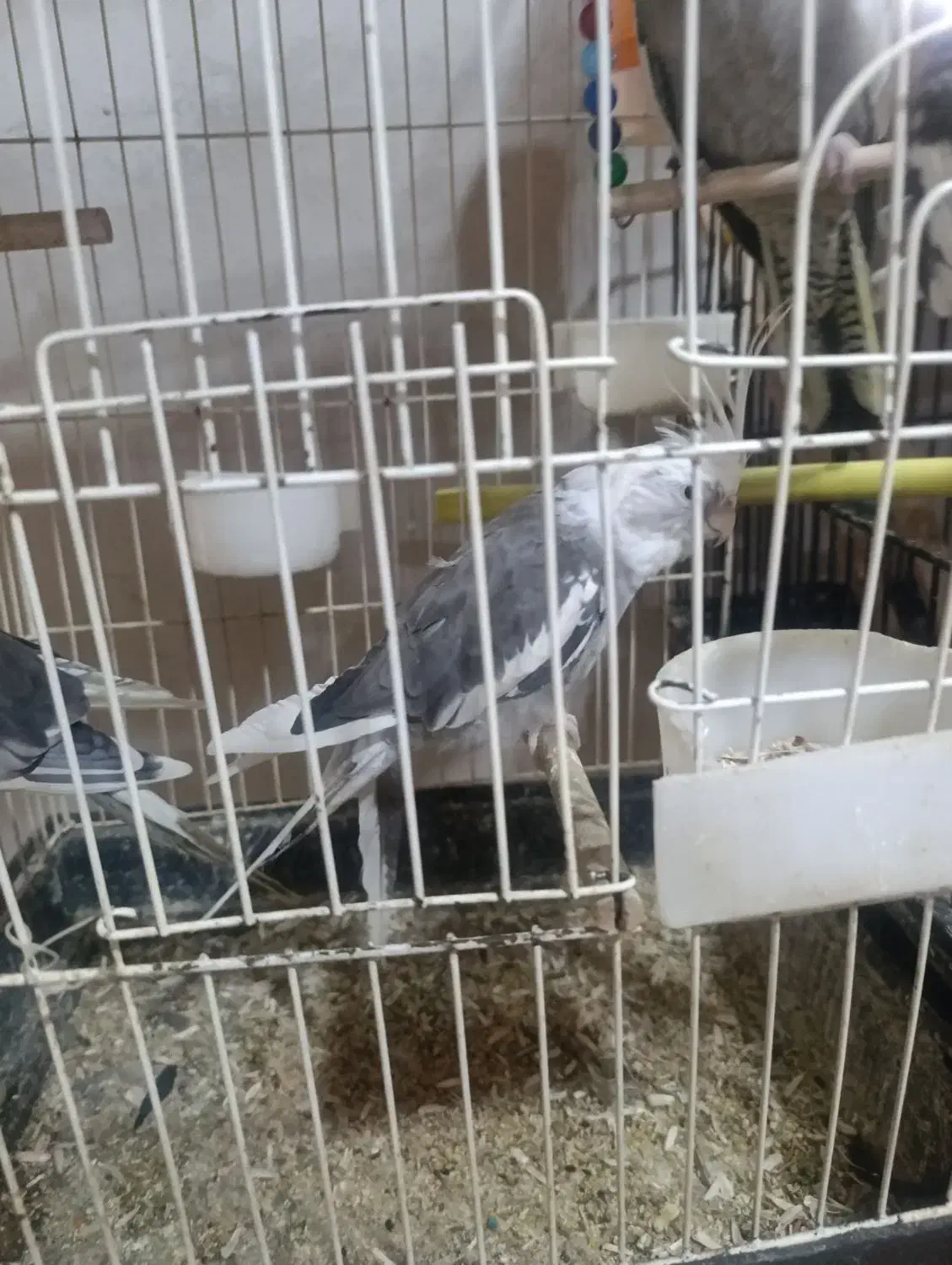 چهار جفت عروس هلندی جوون و بالغ و نطفه دار|پرنده|قشم, |دیوار