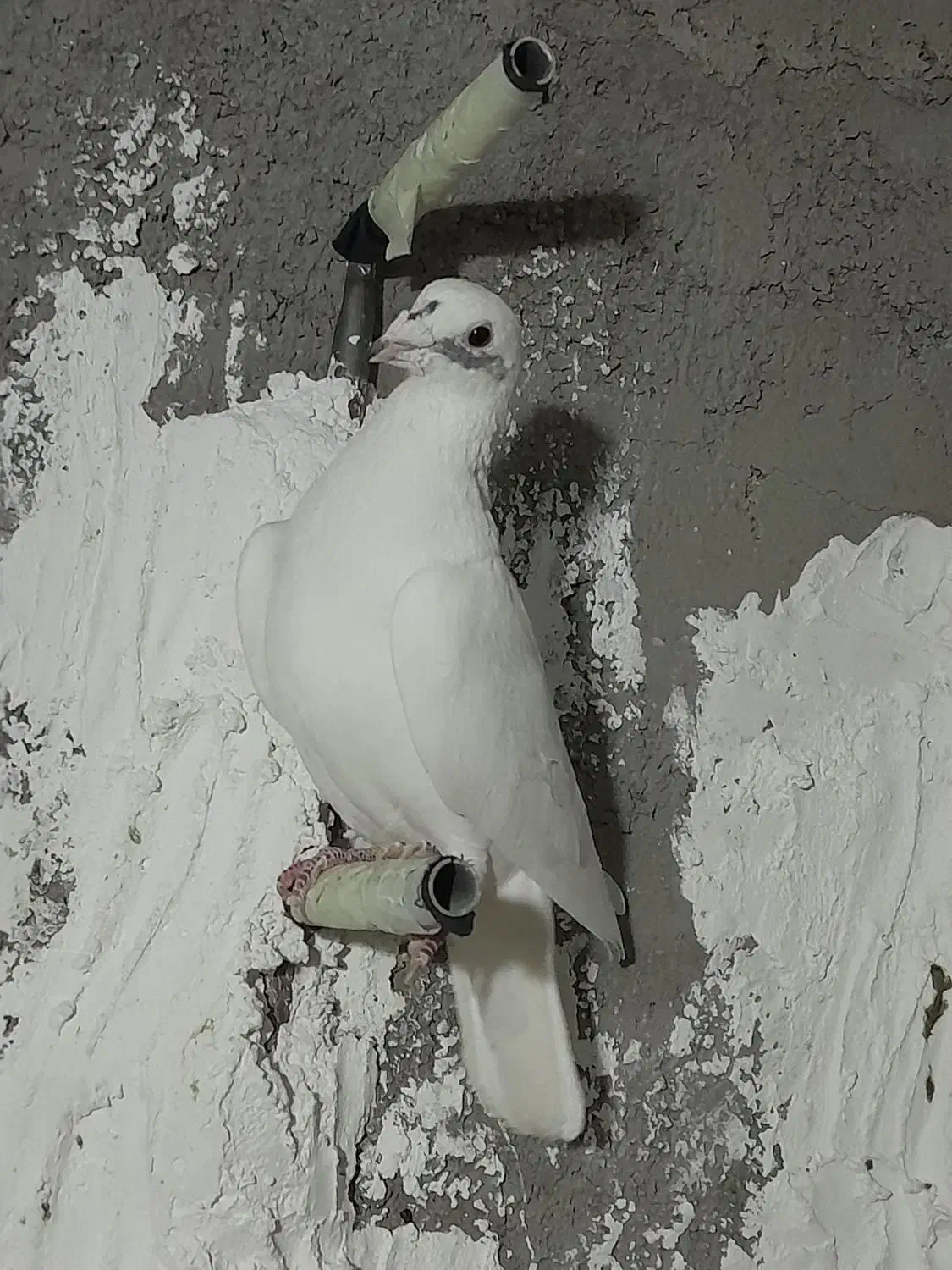 کبوتر|پرنده|شریفآباد, |دیوار