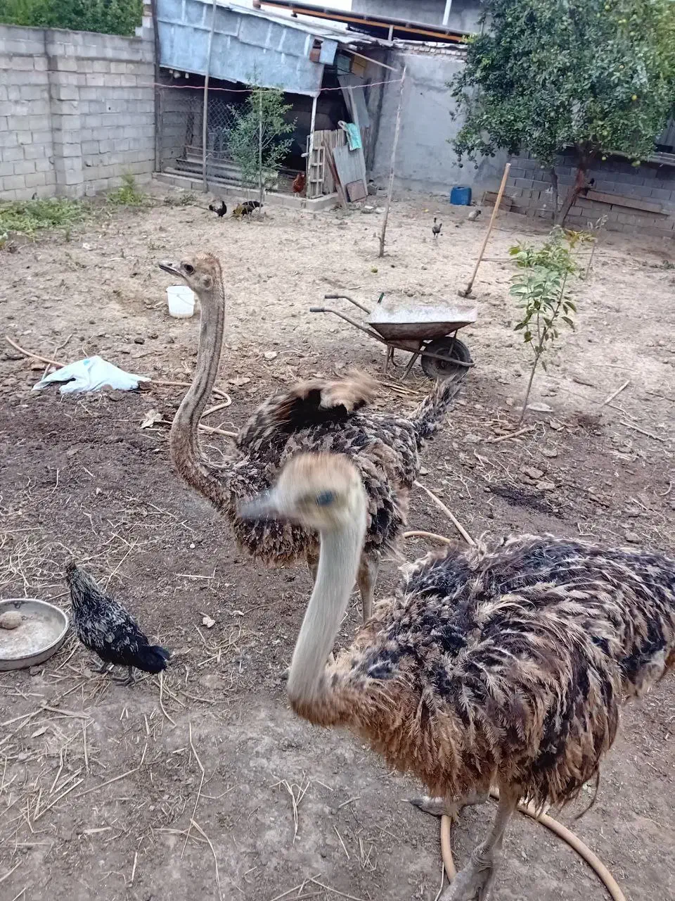 شتر مرغ ۲ عدد|حیوانات مزرعه|قائم‌شهر, |دیوار