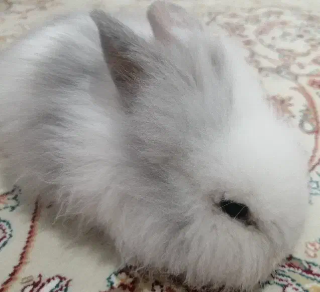 خرگوش لوپ آمریکایی|موش و خرگوش|مشکین‌دشت, |دیوار