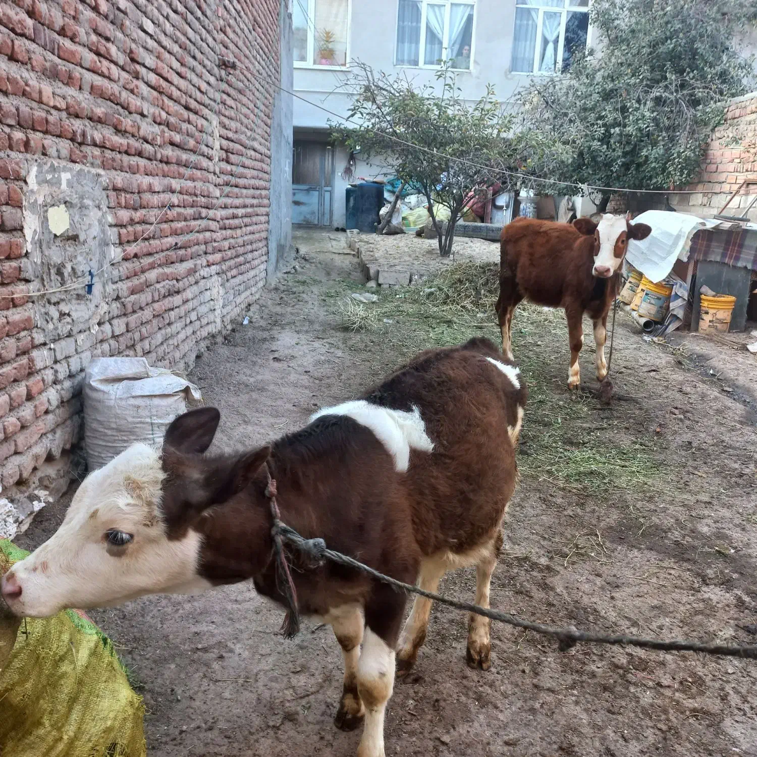 باسلام دوتا گوساله جوفتی ۹۰میلیون|حیوانات مزرعه|اردبیل, |دیوار