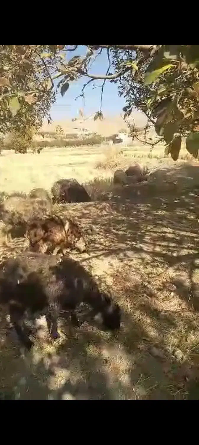 میش سالم سرحال|حیوانات مزرعه|پادنا, |دیوار