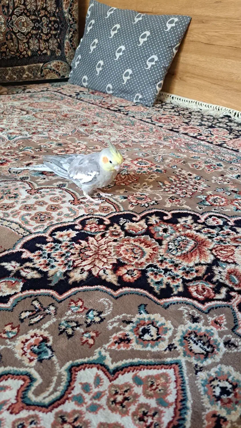 طوطی گمشده|حیوانات|محمدیه-قزوین, |دیوار