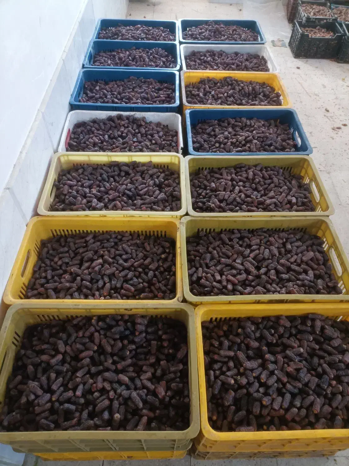 پیارم درجه یک خوب  گوشتی درشت|عمده‌فروشی|جهرم, |دیوار