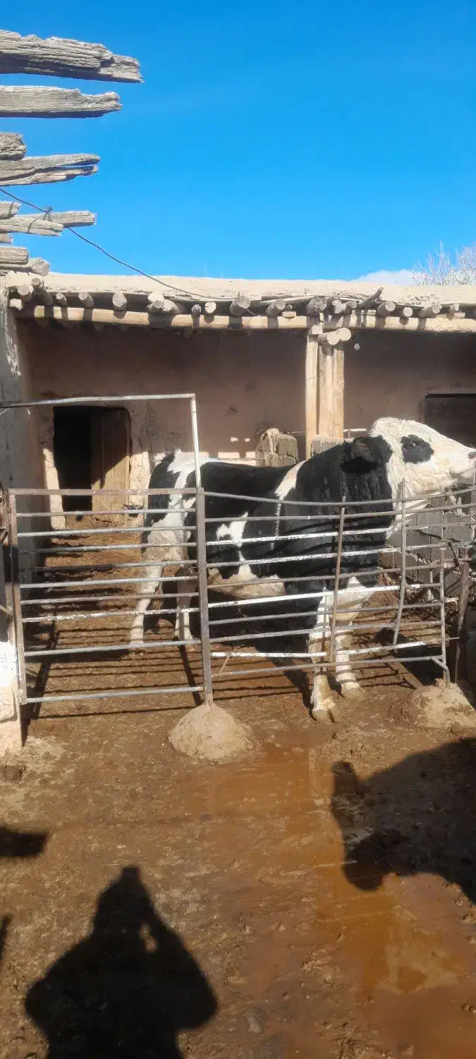 گوساله نر|حیوانات مزرعه|اسفراین, |دیوار